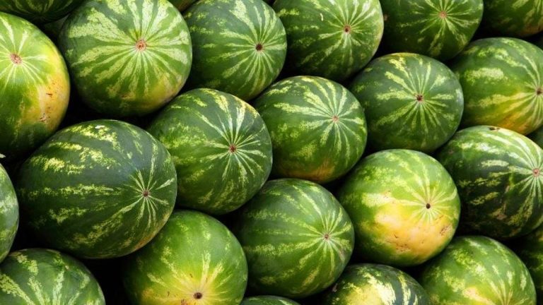 Karpuz şişmanlatır mı?  Karpuz şişmanlatır mı?